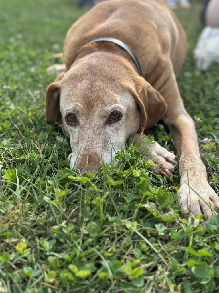 Camp Dog Chloë lays in the grass