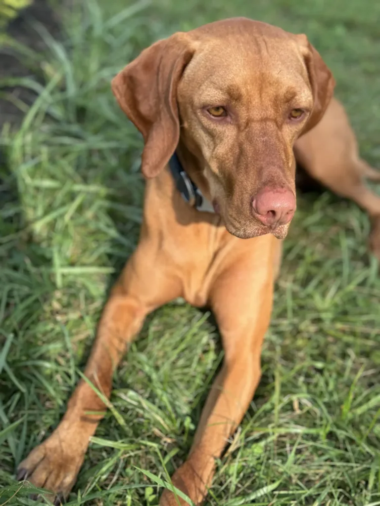 Camp Dog Ember sits in the grass